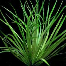 Image result for Blyxa aubertii