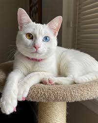 OMC(Oh My Cat), it's so adorable and cute😻😹😻 Tiny Braces😻