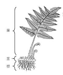 シダ植物とコケ植物 中学 高校の問題演習ができるホームページ