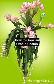 Hi judy i have a epiphyllum orchid cactus i think. How To Grow And Care For An Orchid Cactus So It Blooms All Year Orchid Cactus Orchid Plants Orchid Flower Arrangements