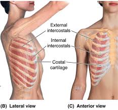 Pin On Exercise