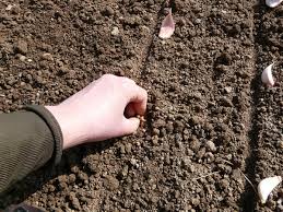 Planter De L Ail A Quel Moment Quand Recolter