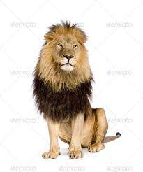 Lion 4 And A Half Years Panthera Leo Panthera Leo Male Lion Panthera