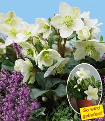 Weisse Christrose 1a Qualitat Online Kaufen Baldur Garten