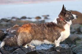 Cardigan Welsh Corgi - Wikipedia