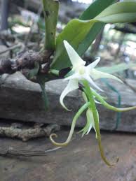 Image result for Cyrtorchis arcuata