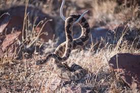 All snakes lack external limbs, but not all legless reptiles are snakes. Northern Nevada Rattlesnake Handlers Provide Safe Removal Education