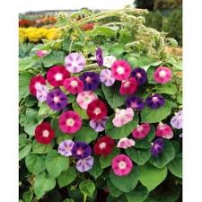 Image result for Ipomoea trinervia