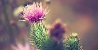 Pin On Natural Health