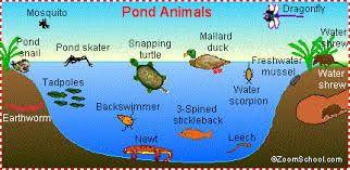 Pond Life Animal Printouts Enchantedlearning Com