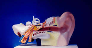 Image result for Acute Labyrinthitis