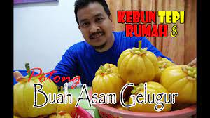 Siapa yang tidak kenal dengan asam gelugur? Potong Buah Asam Gelugur Youtube