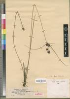 Image result for Pycreus elegantulus