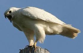 Image result for Bright White 1993 Eagle
