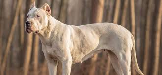 Dogo argentino puppies with superior bloodlines and coming from famous dog breeding farms could cost much higher, from around $3500 to $8000. Dogo Argentino Puppies For Sale Greenfield Puppies