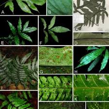 Image result for Lastreopsis vogelii