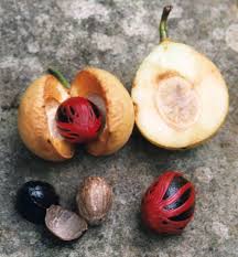 Both dry climate and water logged conditions are not good for nutmeg. How To Grow Nutmeg And Mace