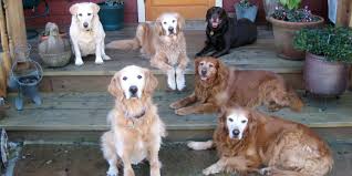 Vet checked, dewormed and first shots. Saving Senior Dogs Week Celebrates Adopting Older Pets