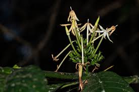 Image result for Oxyanthus speciosus