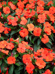Image result for Impatiens wallerana