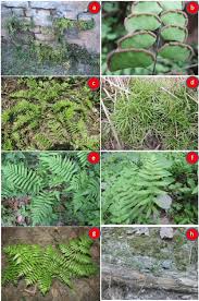 Image result for Ampelopteris