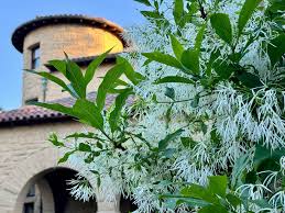Image result for Chionanthus foveolatus