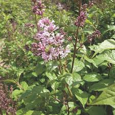 Image result for Syringa prestoniae