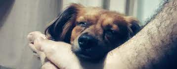 Why Dogs Lay On Your Feet Wag