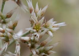 Image result for Polycarpaea corymbosa