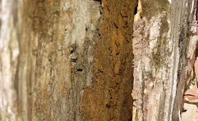 Receive new jobs for this search by email. Termite Management