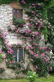 Vintage Home French Cottage Garden Climbing Roses Cottage Garden