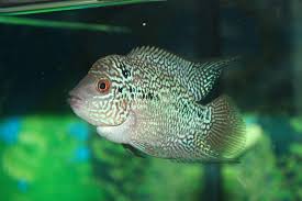 Dan untuk harga louhan jenis ini tidak cukup. Harga Ikan Louhan Berbagai Jenis Terbaru Ikanesia Id