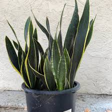 Image result for Sansevieria trifasciata