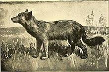 The Manitoba wolf is an extinct subspecies of gray wolf that once roamed  the southern Northwest Territories, northern Alberta, Saskatchewan, and  south-central Manitoba. It went extinct in the early 20th century. :