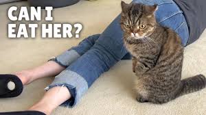 It is possible to tell the difference between the species of roundworm based on the appearance of their eggs. What Will My Cats Do If I Die Kittisaurus Youtube