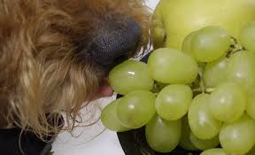 Grape And Raisin Toxicity In Dogs Dr Dobias Natural Healing Dangerous Foods For Dogs Dog Dry Skin Dog Food Recipes