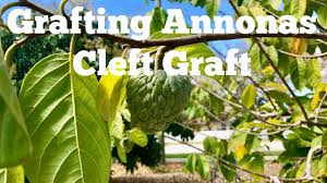 Please rate and comment, thanks. How To Graft Annona Fruit Trees Using Cleft Graft Grafting Dream Cherimoya Atemoya Etc Youtube