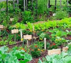 Reussir Son Potager Avec Des Legumes Qui Poussent A L Ombre Amenagement Jardin Jardin En Pente Jardin En Beton