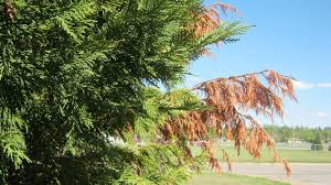 In some locations, italian cypresses are vulnerable to deadly cankers caused by fungi, such as seiridium canker and. Why Are Leyland Cypress Trees Turning Brown University Of Maryland Extension