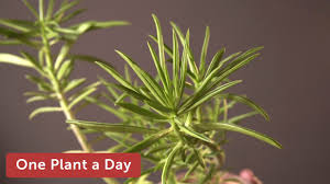 We don't currently have any partners growing this plant. Peperomia Ferreyrae Green Beans Peperomia Houseplant Care 271 Of 365 Youtube