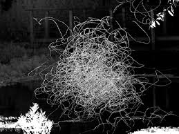 Reynolds describes modelled midge swarms as a coexistence of core condensed phases surrounded by dilute vapour phases. Physics Insect Swarms Go Critical