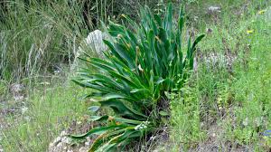 Image result for Drimia calcarata