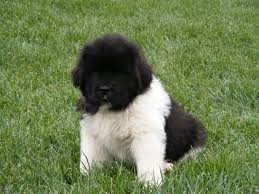 They are physically made for tasks like that with their webbed paws, huge lung capacity, and oily double coat that protects them from icy waters. Black And White Newfoundland Puppies For Sale Off 70 Www Usushimd Com