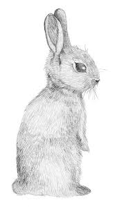 Rabbit Stood Up Bunny Drawing Bunny Art Rabbit Art