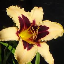 Image result for Hereroa glenensis