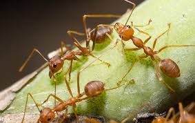 Many projects such as have a diy component, such as painting or cleanup. Ensec Blog Pest Control Articles For Florida Alabama