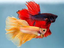 Kalau ikan cupang anda sudah siap memijah, anda perlu menyediakan wadah atau tempat, bisa menggunakan baskom kecil sekitar 20 x 20 x 20 cm lah untuk proses pemijahan ikan. Cara Pemijahan Induk Ikan Cupang Hias Yang Benar Untuk Dibudidaya