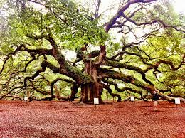 It is considered to be the largest live oak tree east of the mississippi estimating to be 300 to 400 years old. The Angel Oak In Charleston Oldest Living Thing In The East
