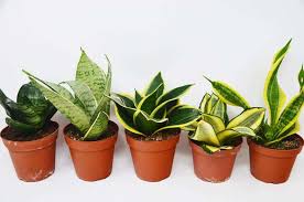 This box has the pot, soil, a fact sheet, a name tag, decorative topper and cute bonuses like the plant magnet, plant club pin, and piece of candy! 8 Types Of Snake Plant Most Popular Sansevieria Varieties