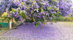 The fruit is a pod containing a single seed. Purple Flowering Tree Trinidad Youtube